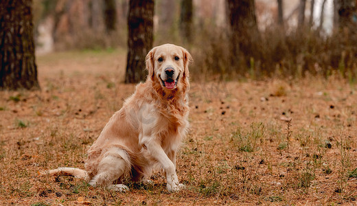 秋季森林中的金毛犬