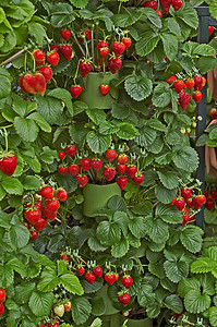 果园中生长的草莓“Fenella”展示
