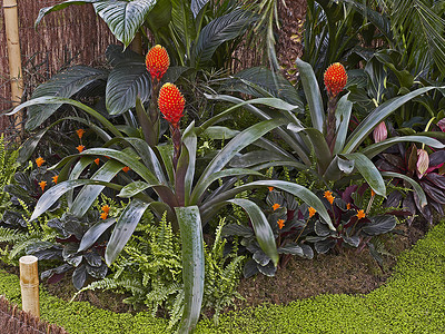 色彩缤纷的凤梨科植物古兹曼尼亚针叶树的热带种植