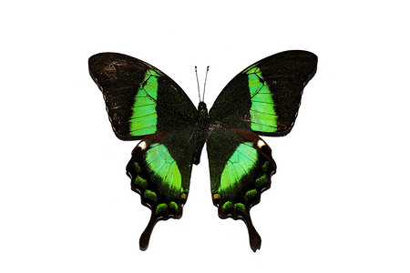 有绿色翅膀的大蝴蝶，在白色背景上隔离