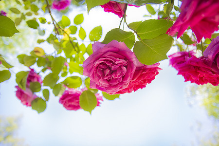 蔷薇科摄影照片_夏季背景纹理浪漫设计中，花园里的粉红玫瑰蔷薇科蓝天与绿叶相映衬