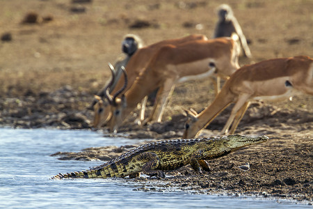 尼罗河摄影照片_南非克鲁格国家公园的尼罗河鳄鱼