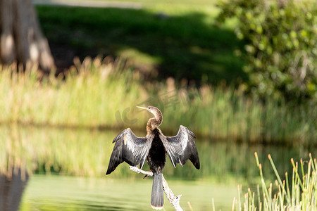 在沼泽中张开 Anhinga anhinga 鸟的翅膀