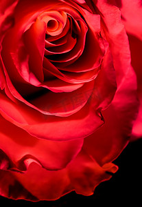 植物学概念，邀请卡-柔和的焦点，抽象花卉背景，红玫瑰花。
