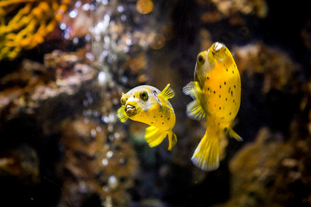 海军陆战队摄影照片_水族馆中的黑斑或狗面河豚 (Arothron nigropunctatus)