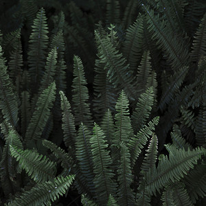 点赞png摄影照片_丛林野生蕨类植物。