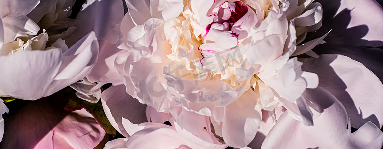 活动品牌摄影照片_牡丹花作为奢华花卉艺术背景、婚礼装饰和活动品牌