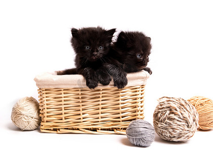 篮子里的小黑猫