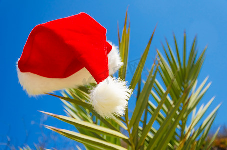 棕榈树上的圣诞帽