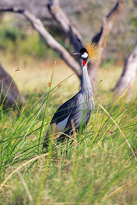 冠鹤摄影照片_肯尼亚桑布鲁国家公园的冠鹤