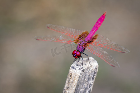 深红色背景摄影照片_自然背景下深红色水滴蜻蜓（雄性）/Trithemis 极光的图像。