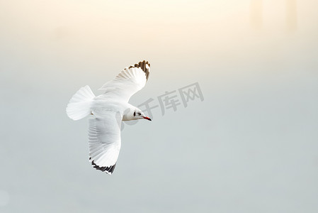 海发摄影照片_鸟（Laridae）在自然海的天空中飞翔
