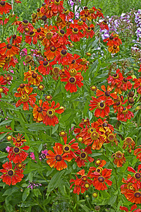 花园花境的特写，色彩缤纷的Helenium“Moerheim Beauty”