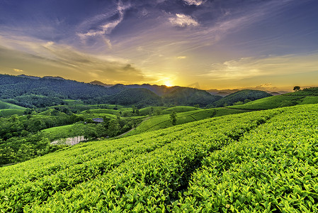 背景绿摄影照片_越南富寿市 Long Coc 绿茶山概述。