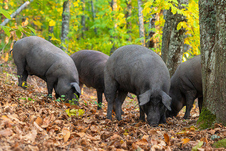 自由猪在秋天的田野里吃东西