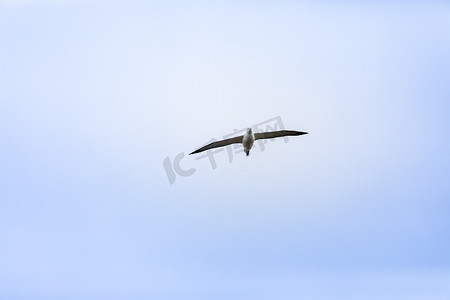 天空中的信天翁鸟