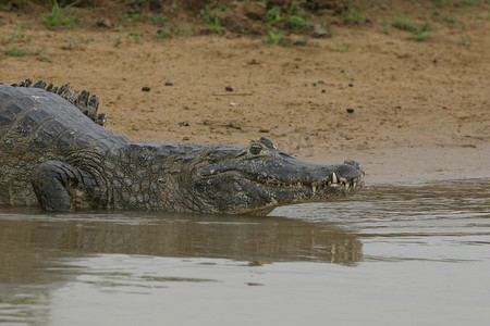 潘塔纳尔摄影照片_巴西潘塔纳尔地区的大凯门鳄