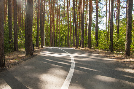 跑步风景摄影照片_夏季森林中的自行车和跑步路径。