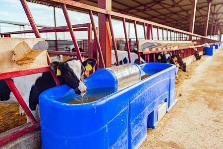 徽州农田摄影照片_现代农场的奶牛饮用水
