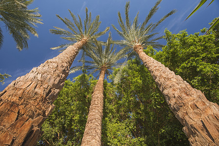 大枣棕榈树抽象视图仰望天空