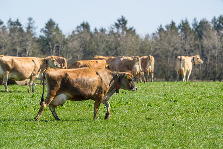 春天草地上的泽西牛