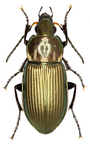 放大倍率摄影照片_白色背景上的地面甲虫 Poecilus - Poecilus cupreus (Linnaeus, 1758)