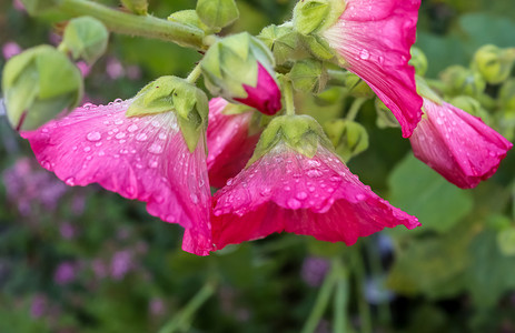 粉红色的花朵 Stockroses 在绿色清新的背景中特写