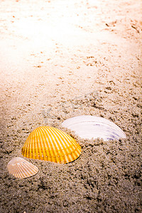 沙滩上的彩色贝壳