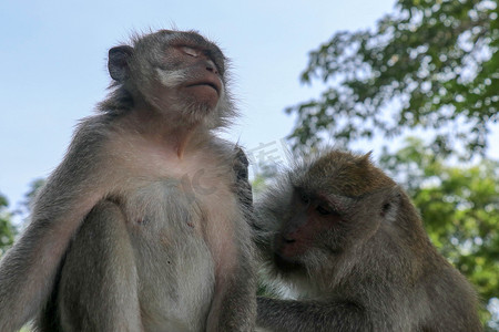 两只巴厘岛长尾猴除虱的美丽形象