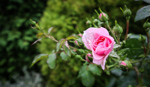 美丽的粉红色玫瑰 Bonica，花园里有花蕾和露珠。