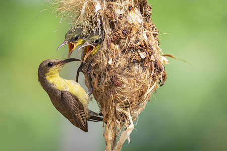 紫色太阳鸟（雌性）在自然背景下的鸟巢中喂养小鸟的图像。 