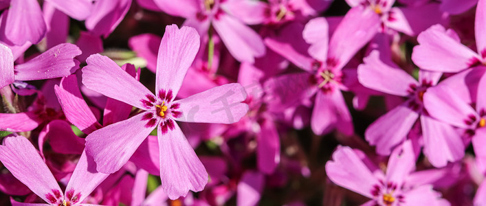 春天粉红花福禄考、爬行、苔藓粉或山福禄考的背景