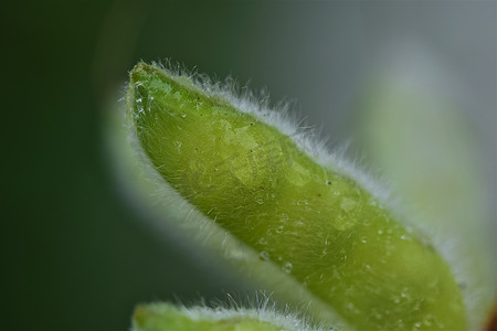 雨中植物摄影照片_雨中绿色湿熟羽扇豆荚在模糊背景下的特写