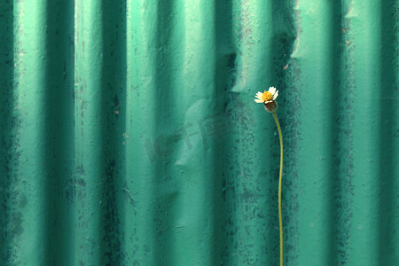 草，栅栏旁的小花，镀锌板，绿色镀锌板上的小花旧背景早晨设计