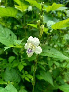 节节摄影照片_自然背景下的 Asystasia gangetica（紫罗兰、科罗曼德、匍匐毛地黄、Asystasia gangetica micrantha）。