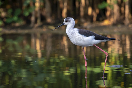 羽毛png透贴摄影照片_黑翅长脚鹬 (Himantopus himantopus) 的图像正在寻找食物。