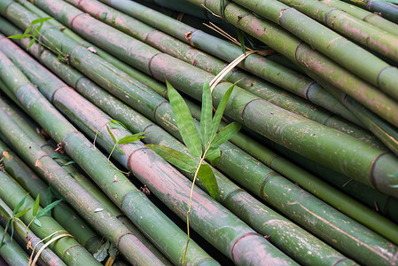 圆传统纹理摄影照片_一堆竹树关闭