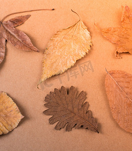 秋天木板背景摄影照片_木板纹理上的干秋叶