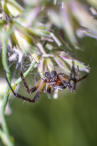 夏季草地上草叶上的小蜘蛛