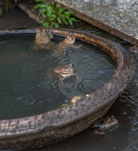 以小花园池塘为背景的普通棕色青蛙或欧洲草蛙 (Rana temporaria)。
