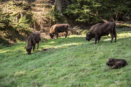 Rothaar 山脉森林中的野牛群