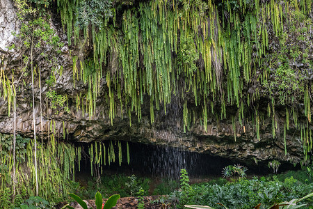 卡莫基拉维尔的蕨类植物洞中悬挂着剑蕨，水流在瀑布上流淌