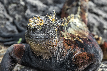 上下摇晃摄影照片_加拉帕戈斯海鬣蜥在行走时摇头晃脑，表现出威胁和统治地位，而熔岩蜥蜴则搭在尾巴上。