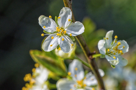 春天梅摄影照片_梅花枝上的花朵