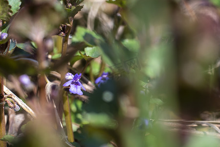 乌克兰，基辅- 2021年4月21日：Glechoma hederacea Ground-Ivy flower