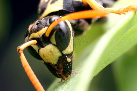 黄黑色摄影照片_黄蜂，植物上的黄黑色昆虫，特写