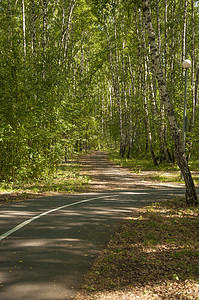 夏季森林中的自行车和跑步路径。
