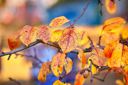 红色、黄色和橙色的秋叶落下背景