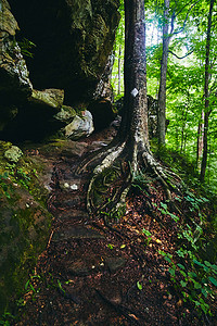 树木根部摄影照片_通往悬崖壁的石阶，有裸露根部的树的细节