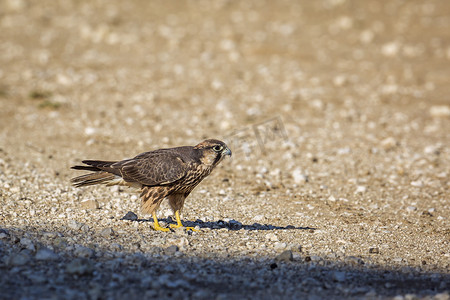 南非 Kgalagadi 跨境公园的兰纳猎鹰